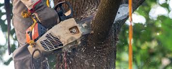 How Our Tree Care Process Works  in  Sleepy Hollow Lake, NY