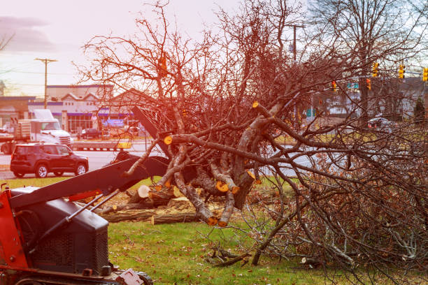 Reliable Sleepy Hollow Lake, NY Tree Removal Services Solutions